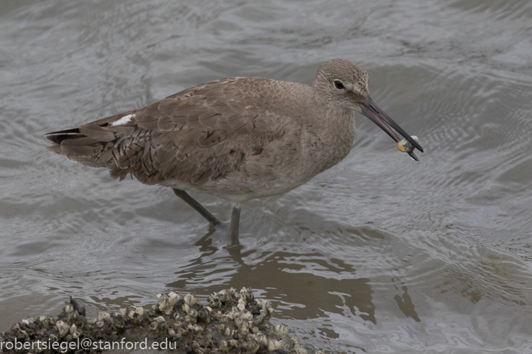 palo alto baylands